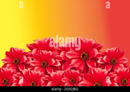 Dahlia rosso fiori isolati su un giallo luminoso e arancione sfondo Foto Stock