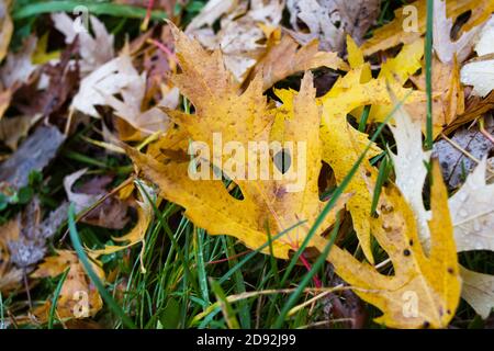 Foglie di autunno gialle con gocce di pioggia su erba verde Foto Stock