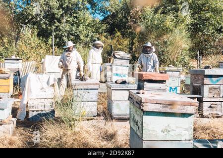 apicoltori che lavorano in un alveare per raccogliere il miele su un giorno di sole Foto Stock