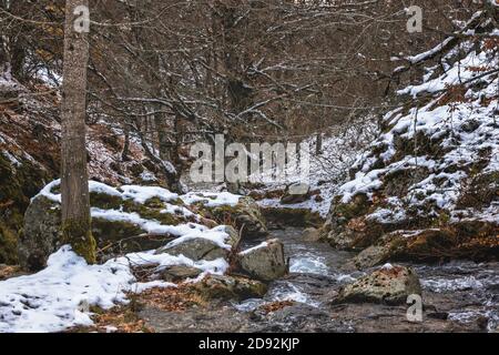 Fiume innevato circondato da alberi nella pineta durante autunno Foto Stock