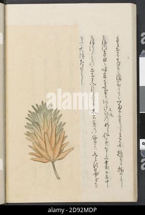 Kankai ibun, (1807), vol. 7 (RBM-910-41-O88k-v7044). Foto Stock