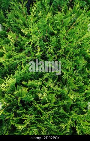 vista dall'alto verticale dei rami verdi di thuja, sfondo di texture naturali Foto Stock