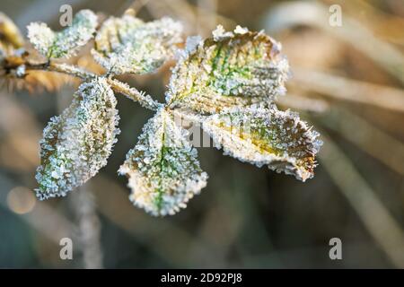 Foglie di mora coperte di brina nella foresta invernale Foto Stock