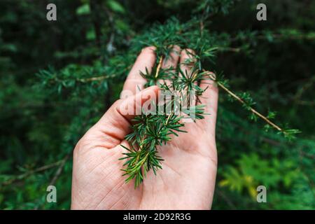 portammano di larice con aghi verdi, fuoco selettivo Foto Stock