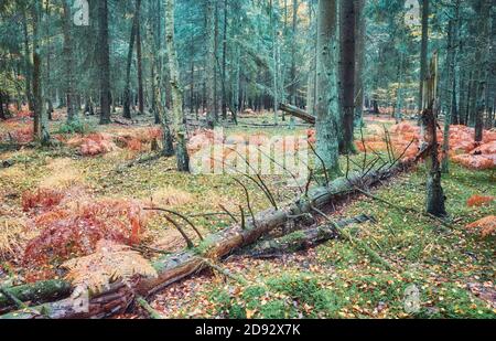 Foresta profonda con felce e muschio in autunno piovoso. Foto Stock