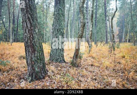 Foresta autunnale in mattinata piovosa e foggosa. Foto Stock