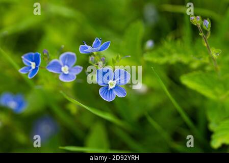 Veronica persica su sfondo verde sfocato Foto Stock
