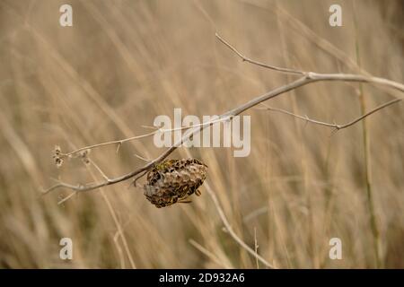 wasp nidifica su una lama asciutta di erba Foto Stock