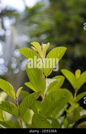 Foglie di guava verde fresco e rami nel giardino con sfondo naturale sfocato Foto Stock