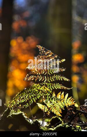 Umore autunnale nella foresta con felce nella retroilluminazione, Svevia, Baviera, Germania, Europa Foto Stock