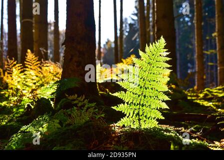 Umore autunnale nella foresta con felce nella retroilluminazione, Svevia, Baviera, Germania, Europa Foto Stock