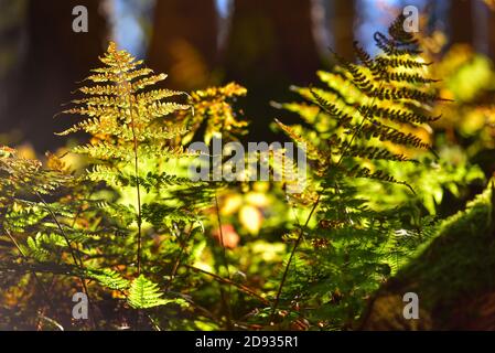 Umore autunnale nella foresta con felce nella retroilluminazione, Svevia, Baviera, Germania, Europa Foto Stock