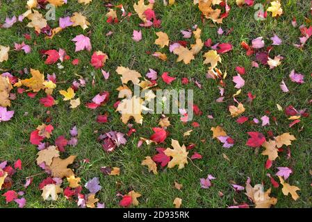 Foglie d'autunno giacciono sul prato, Germania, Europa Foto Stock