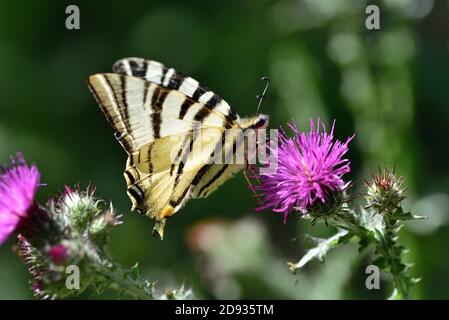 Esemplare isolato di Iphiclides podalirius, conosciuto anche come scarpata cinese, fotografato qui su fiori di cardo selvatico, una pianta dell'Astera Foto Stock