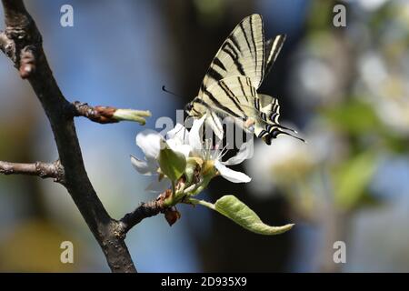 Esemplare isolato di scarpata coda di palude (Iphiclides podalirius) mentre succhia nettare dai fiori di una pianta di pera. Foto Stock