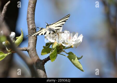 Esemplare isolato di scarpata coda di palude (Iphiclides podalirius) mentre succhia nettare dai fiori di una pianta di pera. Foto Stock