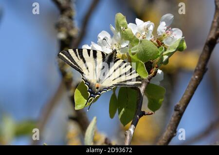 Esemplare isolato di scarpata coda di palude (Iphiclides podalirius) mentre succhia nettare dai fiori di una pianta di pera. Foto Stock