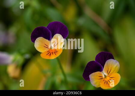 Il giardino pansy è un tipo di grande a fiore pianta ibrida coltivata come un giardino fiorito . Foto Stock
