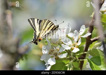 Esemplare isolato di scarpata coda di palude (Iphiclides podalirius) mentre succhia nettare dai fiori di una pianta di pera. Foto Stock