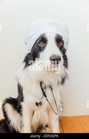 Cucciolo cane bordo collie con stetoscopio vestito in costume medico su sfondo bianco parete interna. Piccolo cane alla reception presso il medico veterinario in clinica di veterinario. PET salute e animali concetto Foto Stock