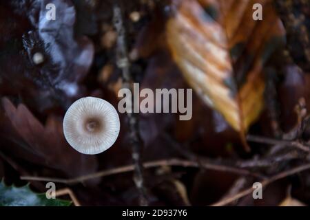 Cappuccio rotondo piccolo e delicato di un fungo selvatico che cresce sul pavimento della foresta Foto Stock