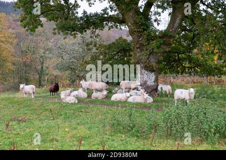 Gregge di pecore che riparano sotto un albero di quercia in autunno In una mattinata bagnata nel Galles del Carmarthenshire UK ottobre 2020 KATHY DEWITT Foto Stock