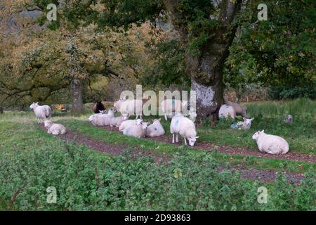 Gregge di pecore che riposano, si siedono, riparano sotto un albero di quercia in autunno su una mattina bagnata nel Galles del Carmarthenshshire UK ottobre 2020 KATHY DEWITT Foto Stock