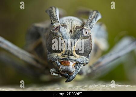 I cerambycidae (cerambycidae) sono una grande famiglia di scarabei, con oltre 26,000 specie descritte, lievi Foto Stock