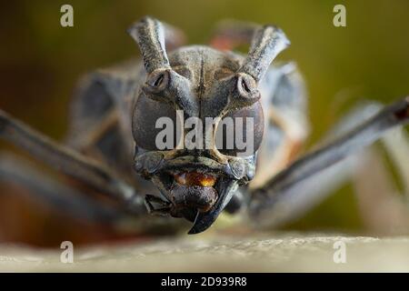 I cerambycidae (cerambycidae) sono una grande famiglia di scarabei, con oltre 26,000 specie descritte, lievi Foto Stock