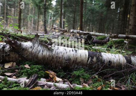 Il tronco caduto di una betulla si trova nella foresta Foto Stock