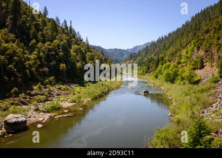 Foresta antica Foto Stock