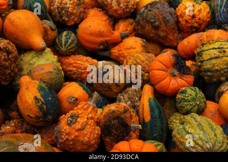 Un assortimento di squash coltivati in una fattoria in Ontario, Canada. Foto Stock