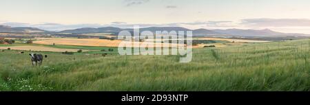 Una vista sulla campagna dell'Aberdeenshire verso le colline Menaway e Bennachie in una mattina estiva, con bestiame e Barley maturante nel Foreground Foto Stock