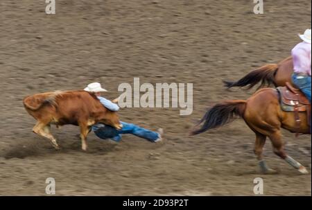 Rodeo mostra nell'arena, guida wrestling dove un pilota insegue un governo, scende dal cavallo al governo, quindi lotta il governo a terra da gra Foto Stock