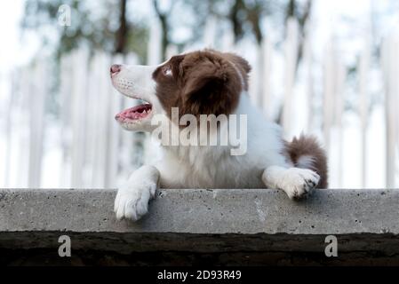 Adorabile cucciolo di collie di confine seduto a terra. Cucciolo soffice e carino di quattro mesi nel parco. Foto Stock