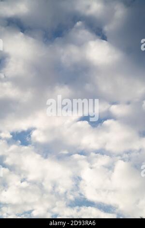 Immagine di sfondo del cielo ad alta risoluzione da utilizzare come sostituzione del cielo. Orientamento verticale. Nubi di stratocumuli bianchi su un cielo blu Foto Stock