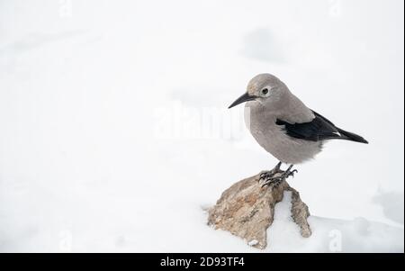 Nutcracker di Clark (Nucifraga columbiana) in piedi su una roccia circondata da neve Foto Stock