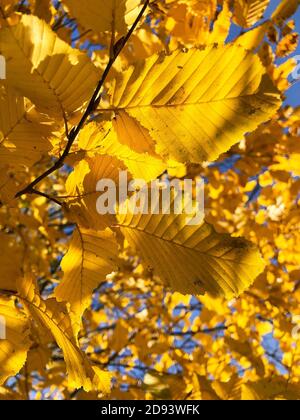 Dettaglio giallo lasciare nel parco Foto Stock