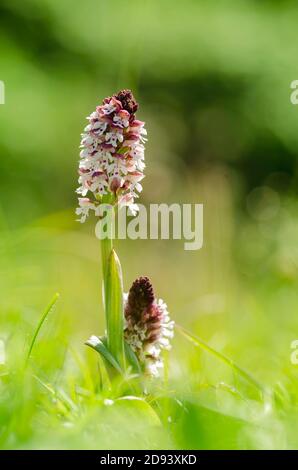 Bruciato-punta Orchid Foto Stock