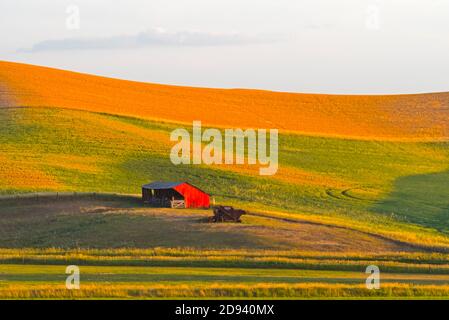 Fienile su campo di grano, Palouse, Washington state, Stati Uniti Foto Stock