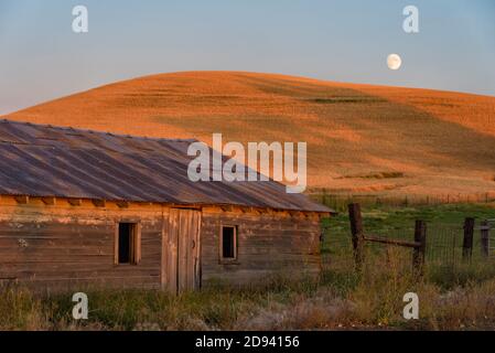 Vecchio fienile sul campo di grano al tramonto, Palouse, Washington state, Stati Uniti Foto Stock