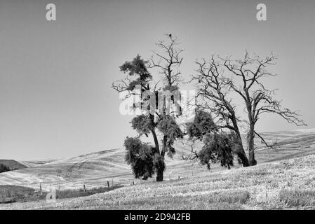 Alberi con campo di grano, Palouse, Washington state, Stati Uniti Foto Stock