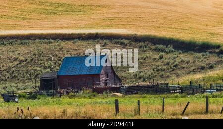 Fienile su campo di grano, Palouse, Washington state, Stati Uniti Foto Stock