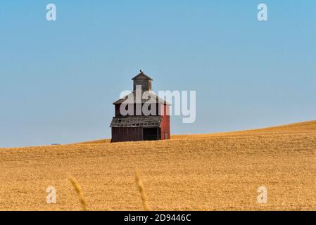 Fienile su campo di grano, Palouse, Washington state, Stati Uniti Foto Stock