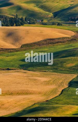 Paesaggio di Rolling Wheat Field, Palouse, Washington state, Stati Uniti, vista da Kamiak Butte Foto Stock