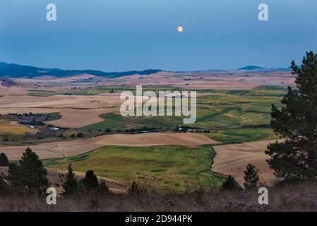 Paesaggio di Rolling Wheat Field, Palouse, Washington state, Stati Uniti, vista da Kamiak Butte Foto Stock