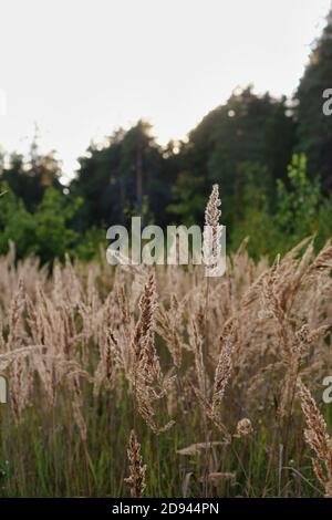 Erba marrone dorata asciutta con rami maturi di orecchie sullo sfondo di una foresta scura e tramonto in una serata estiva. Foto Stock