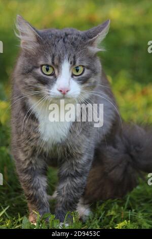 Un bel gatto tabby marrone-grigio con gli occhi giallo-verde luminosi guarda attentamente in lontananza. Foto Stock