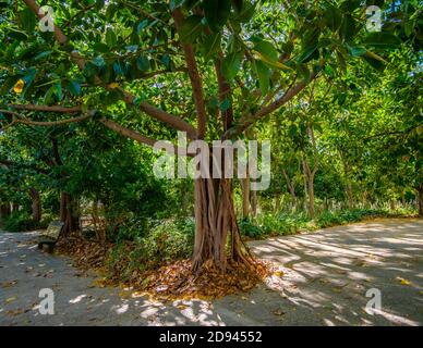 Valencia Banyan Tree, Ficus benghalensis Park at Riverbed, River Turia Gardens, leisure sport area Spagna Europa Foto Stock