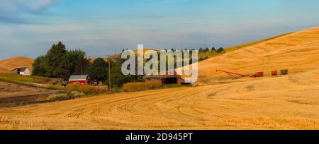 Fienile su campo di grano rotabile all'alba, Palouse, Washington state, Stati Uniti Foto Stock